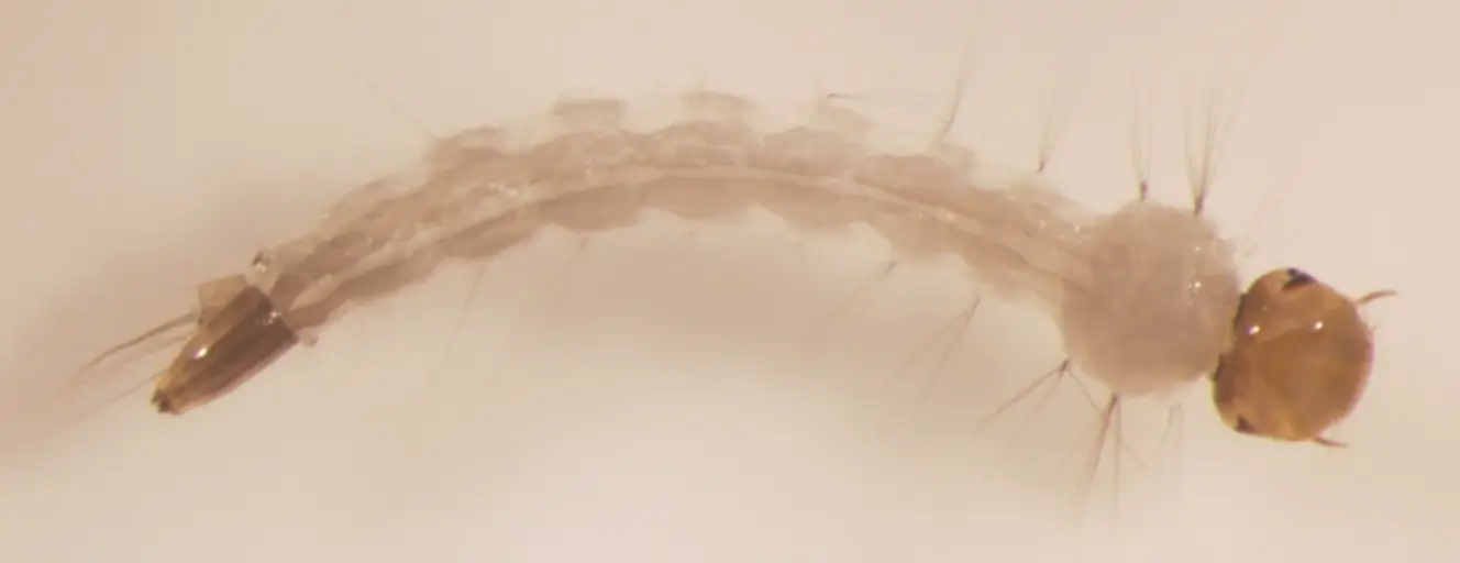 larva Aedes aegypti larva