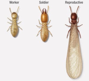 apakah laron itu rayap?