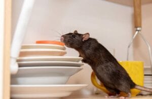 12 Rahasia bau yang tidak disukai tikus