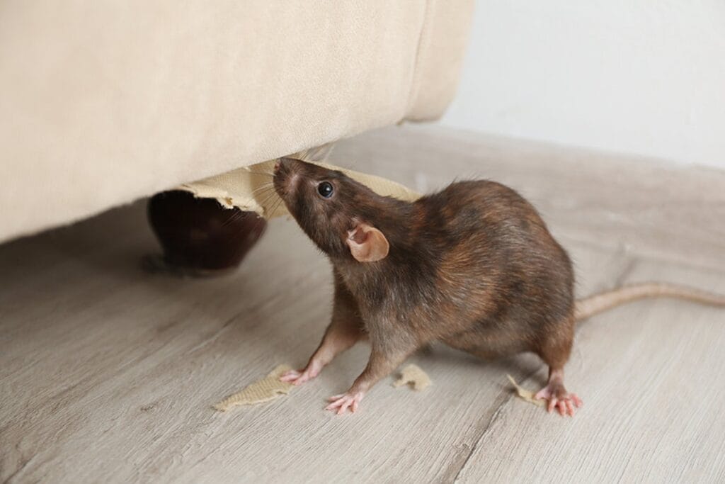 cara-mengusir-tikus