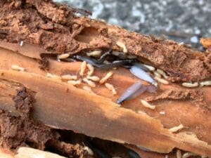 beberapa tanda serangan rayap kayu