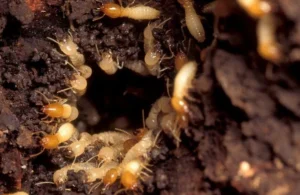 apa saja makanan kesukaan rayap