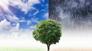 suhu cuaca mempengaruhi serangan rayap