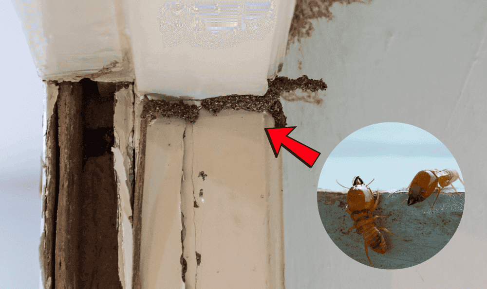 Bahaya yang Dapat Ditimbulkan oleh Rayap pada Bangunan