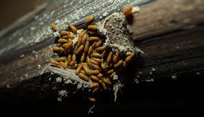 kesalahan-menangani-rayap-sendiri